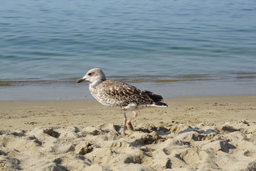 sea