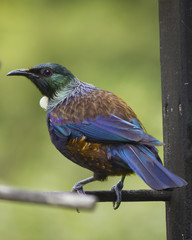 Tui on bird feeder