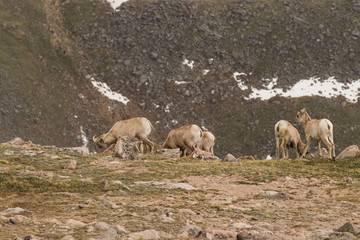 Rocky Mountain Bighorn Sheep Ewes