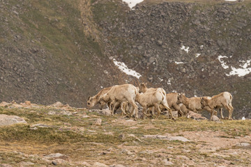 Rocky Mountain Bighorn Sheep Ewes