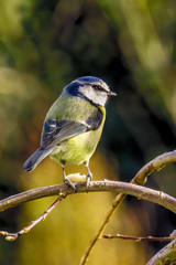 Obraz premium MUNCHING BLUE TIT
