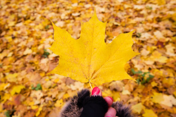 Autumn maple leaf in woman hand