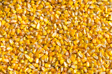 heap of corn seeds or maize in the field of farmland