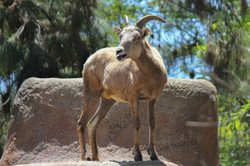 Fauna di montagna