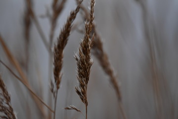 Fototapeta premium Schilf