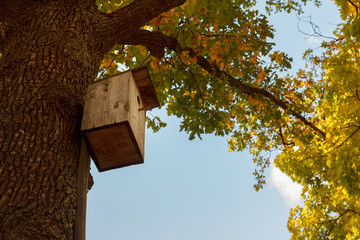 A wooden bird feeder in a park among trees with yellow fall foliage. Autumn