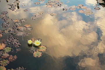 Lilia wodna w ogrodzie kaktusów