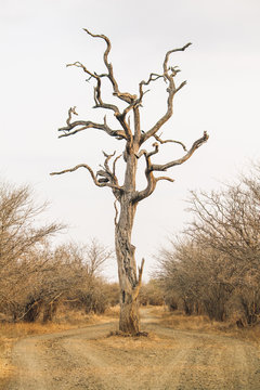 Spooky dry tree dividing a road in two