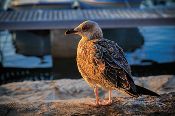 sunset seagull