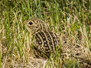 13 Striped Gopher