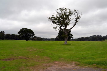 Arbol solitario