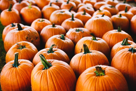 Pumpkin's ready for Halloween