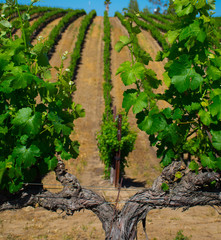 Close-up of grape vine with vinyard rows in background