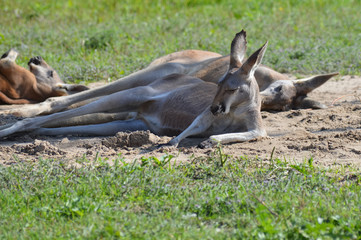 Kangaroo