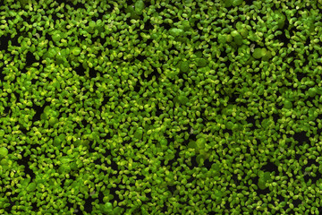 Background of green algae on the water