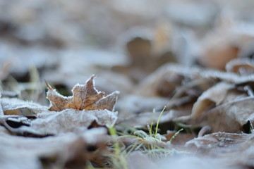 Autum leaves