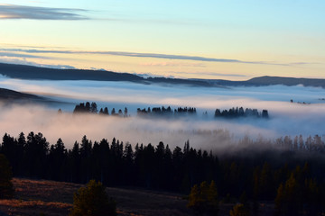 Misty Foggy Forest Morning 