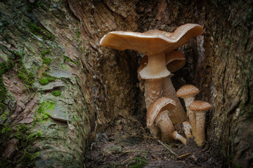 In The Woods 056 (Querformat)