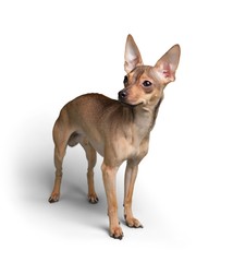 Chihuahua.
