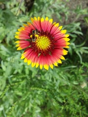 Gaillardia flowers in Florida nature, closeup