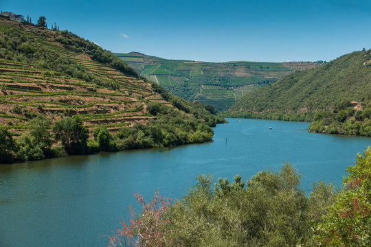 Terraced vineyards in Douro Valley Alto Douro Wine Region in northern Portugal officially designated by UNESCO as World Heritage Site © anammarques
