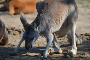 Kangaroo
