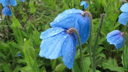 Himalayan blue poppy