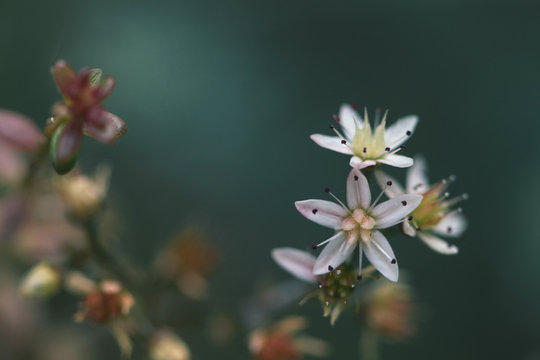 Macro of small white flowers on plant