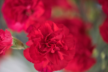 Fototapeta premium red carnation