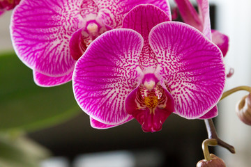 Naklejka na ściany i meble Pink striped orchid - Phalaenopsis close up
