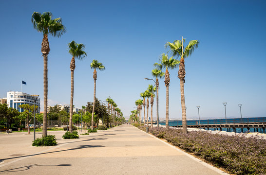 Tall palm trees along promenade in Limassol city, Cyprus