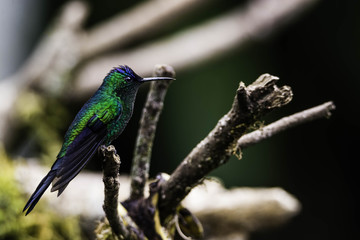 Chlorostilbon lucidus