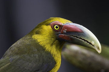 Pteroglossus bailloni