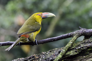 saffron toucanet (Pteroglossus bailloni)
