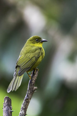 Orthogonys chloricterus