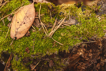 Autumn covered with moss background texture