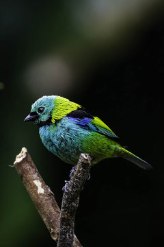 Tangara seledon