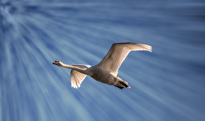 swan in flight