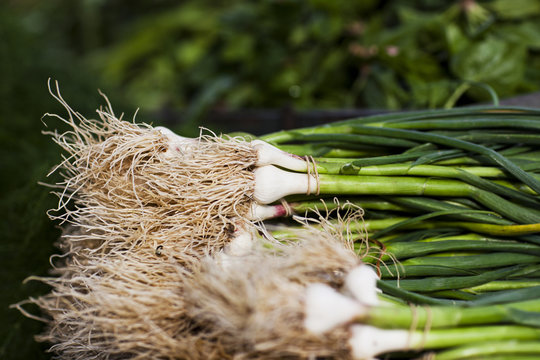 Green Garlic At Farmer's Market