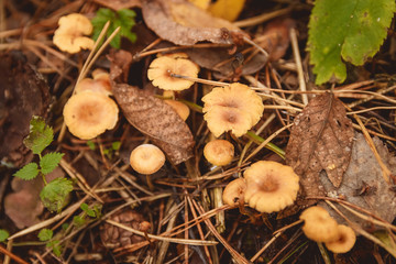 Mushrooms in a clearing in an autumn mushroom forest.