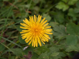 close up full bloom yellow dandelion on green background