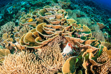 Naklejka premium Beautiful hard corals on a healthy, tropical coral reef