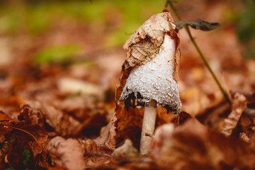 Mushrooms in a clearing in an autumn mushroom forest.