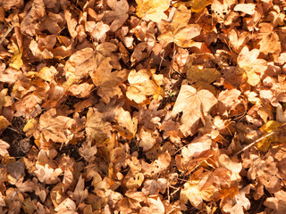 golden dead dry fallen autumn leaves background on floor