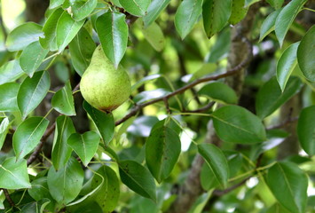 pear tree