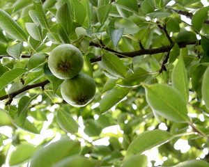 pear tree