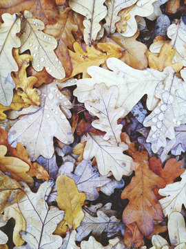 Pile of wet oak leaves in autumn