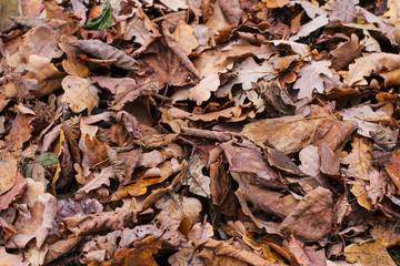 Texture of autumn oak leaf litter