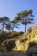 Typical exposed sedimentary sand stone cliff face on the Praia da Oura beach in Albuferia with Pine trees at the top