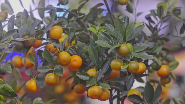 Mandarins among Tree Leaves on Market against Silhouettes